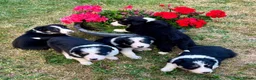 Mixed Breed dogs for sale: 5 Border collie  pups  - Advert 1