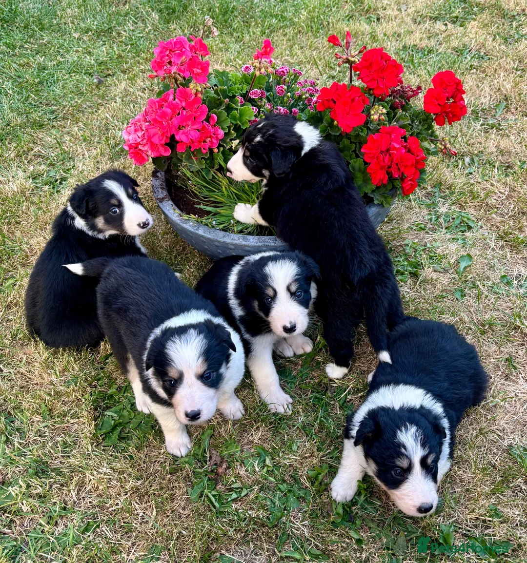 Mixed Breed dogs for sale: 5 Border collie  pups  - Advert 1