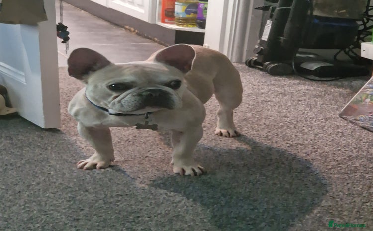 French Bulldog dogs - Advert 1