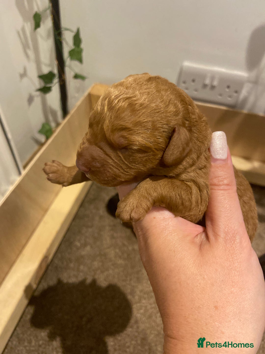 Aussiedoodle dogs for sale: Gorgeous Aussie Doodle Pups - Image 16
