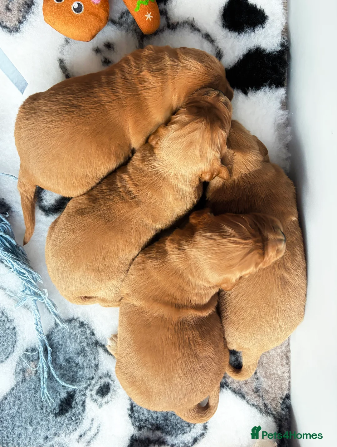 Golden Retriever dogs for sale: Gorgeous red golden retriever puppies  - Advert 7