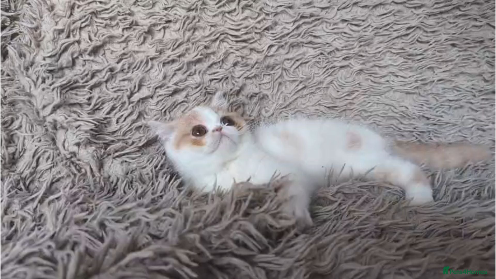 Persian cats Persian Kittens GCCF Registered - Advert 1