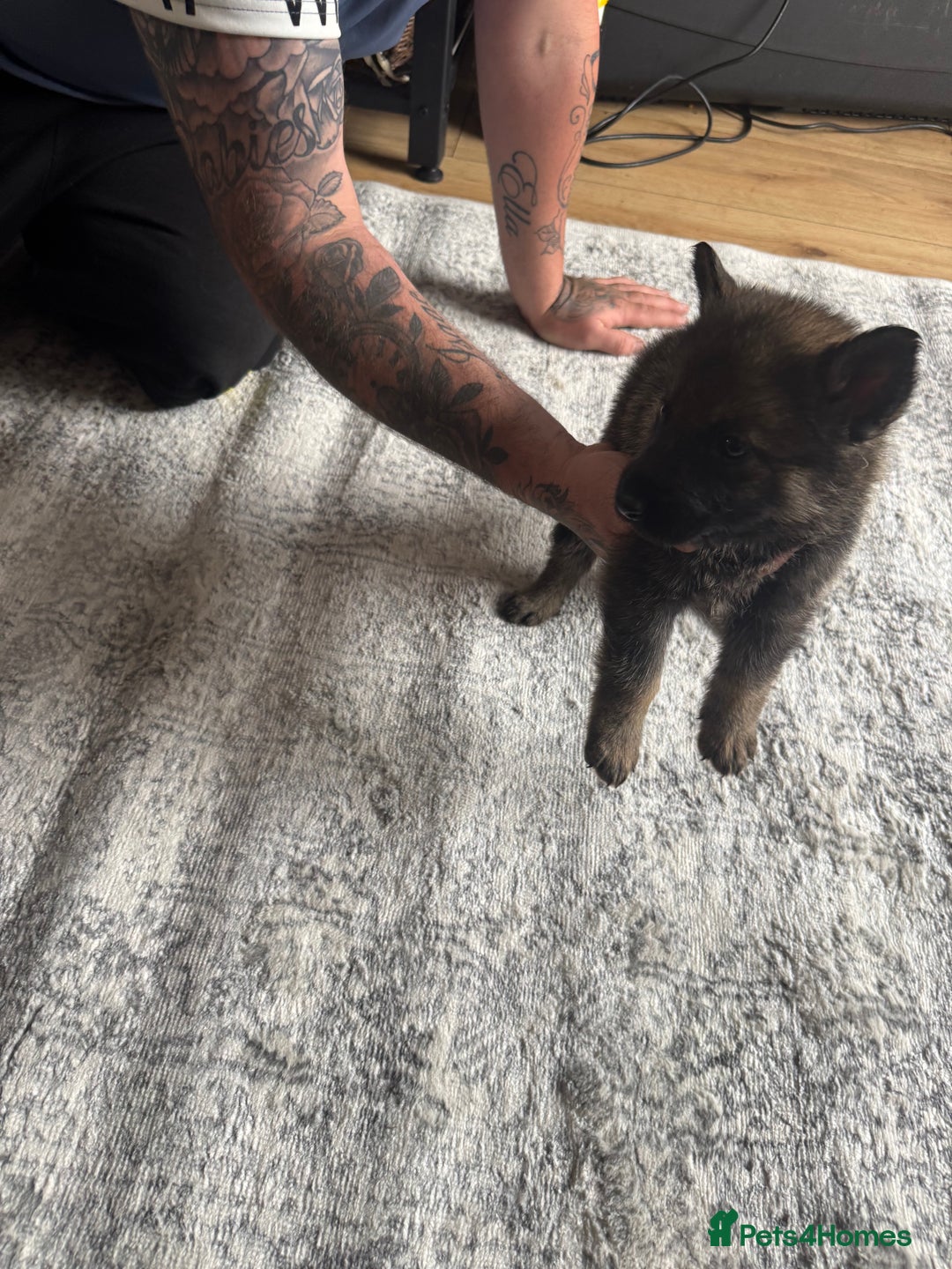 German Shepherd dogs for sale: 3 German shepherd puppies - Image 1