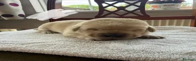 Labrador Retriever Puppy 4