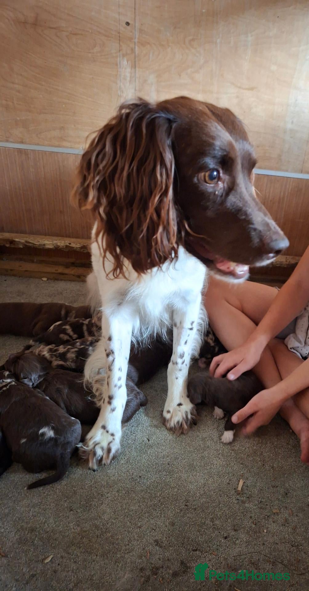 Sproodle dogs for sale: Chocolate Merle Sproodles - Advert 5