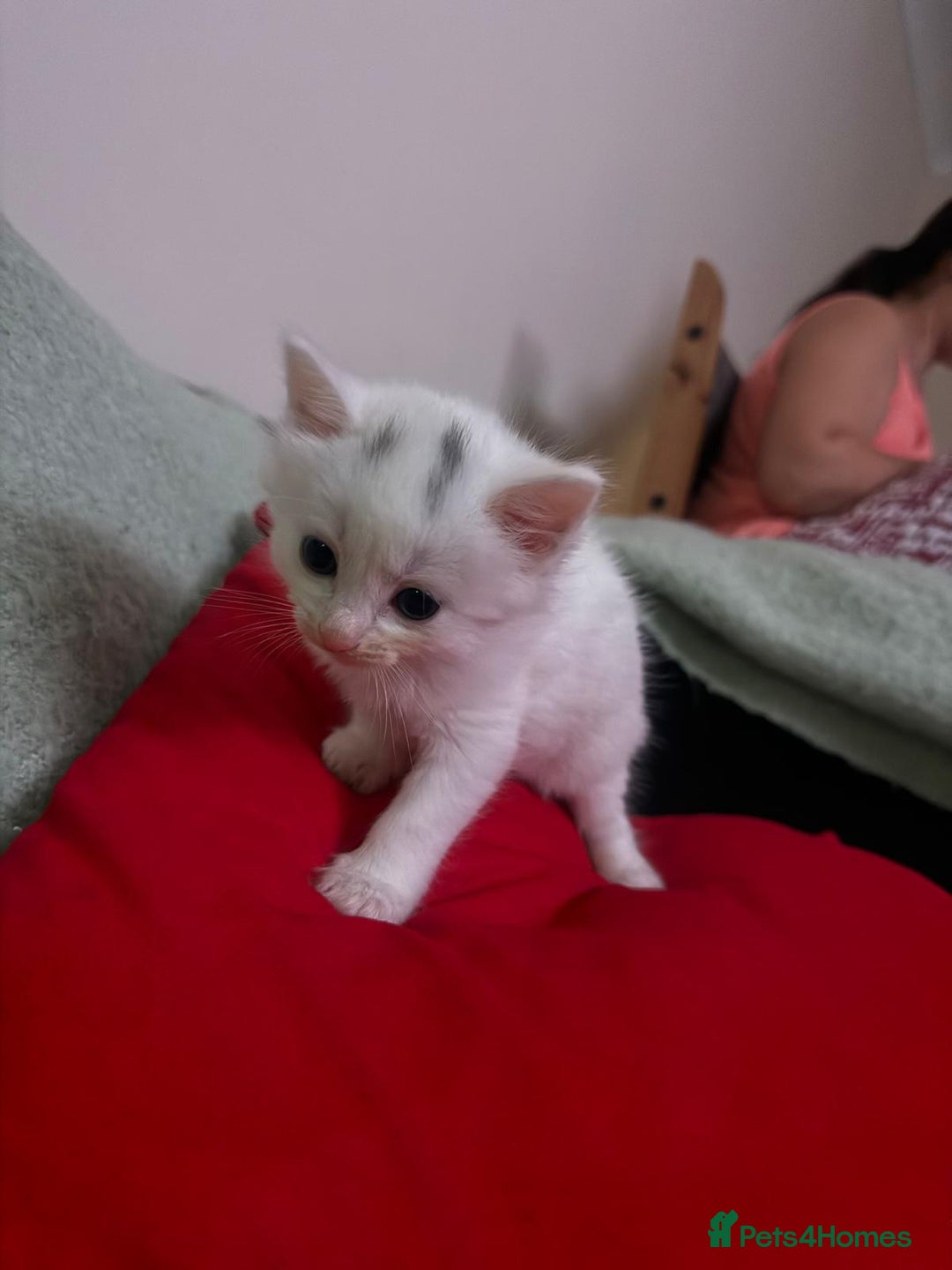 Norwegian Forest Cat cats for sale: Norwegian forest with Turkish Angora - Image 12