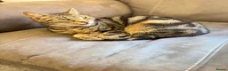 Bengal cats for sale: Abandoned female cat  - Advert 4