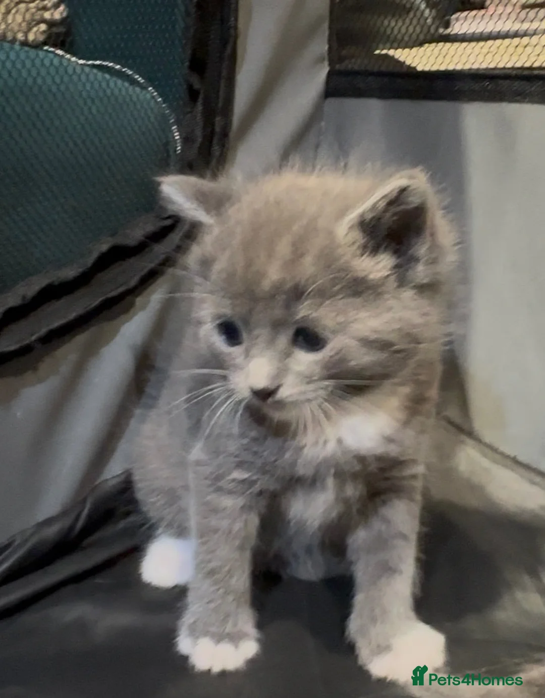 Ragdoll cats for sale: Ragdoll kittens  - Advert 5