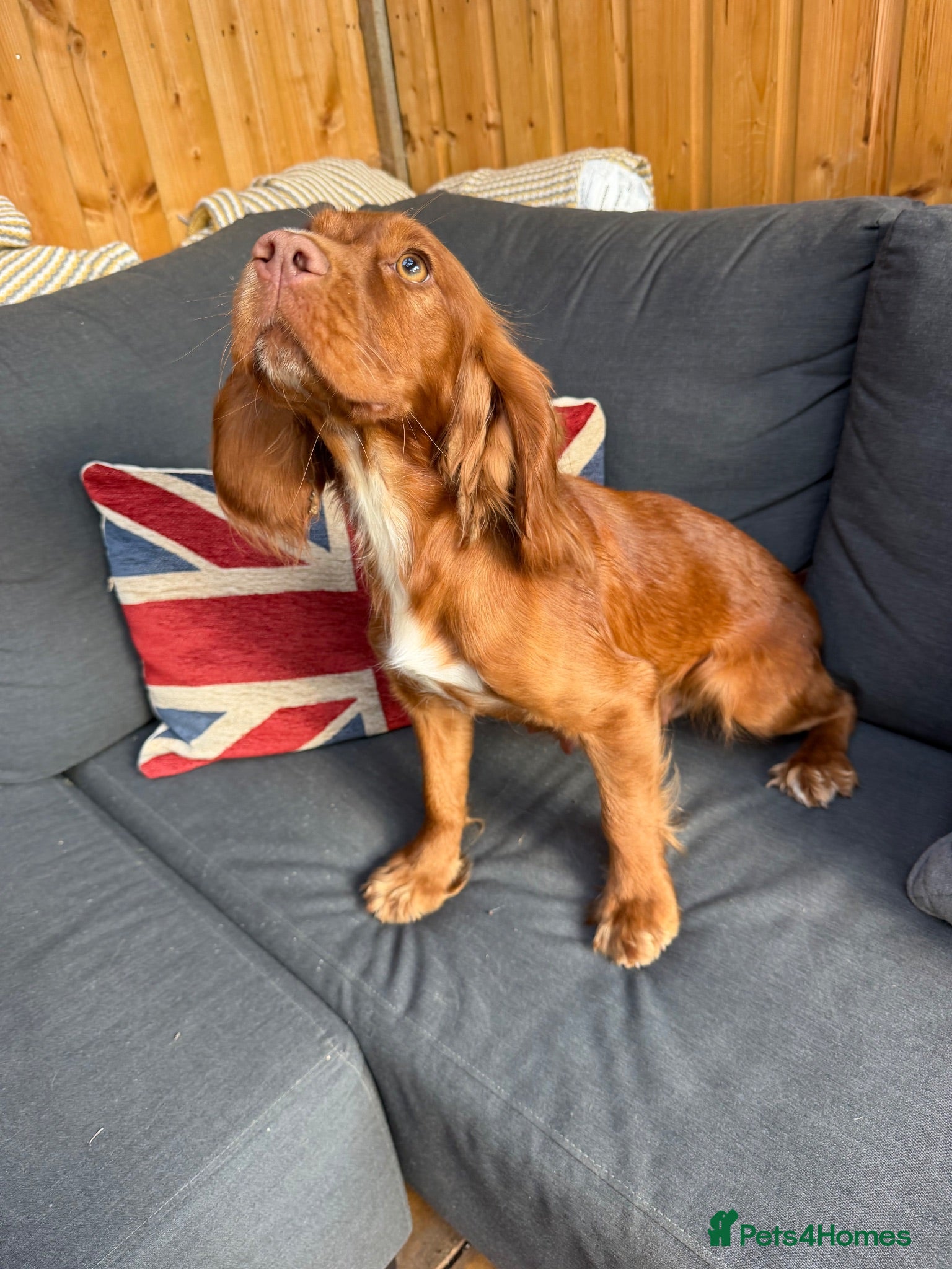 Cockapoo dogs Italian Cockerpoos - Advert 1