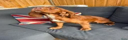 Cockapoo dogs for sale: Italian Cockerpoos - Advert 1