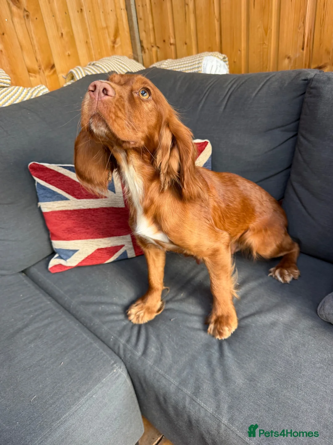 Cockapoo dogs for sale: Italian Cockerpoos - Advert 1
