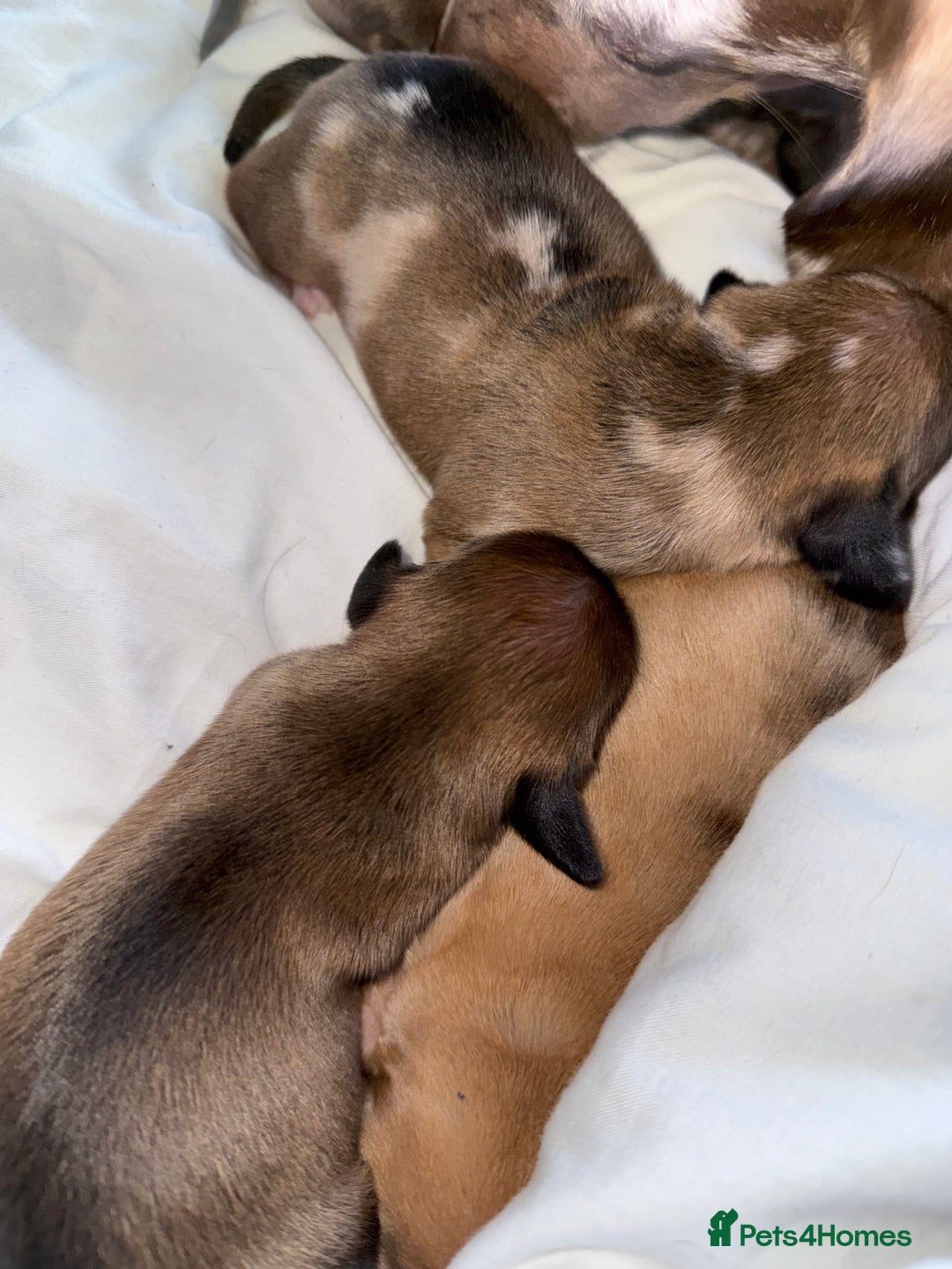 Miniature Dachshund dogs for sale: Four beautiful miniature dachshund  - Advert 16