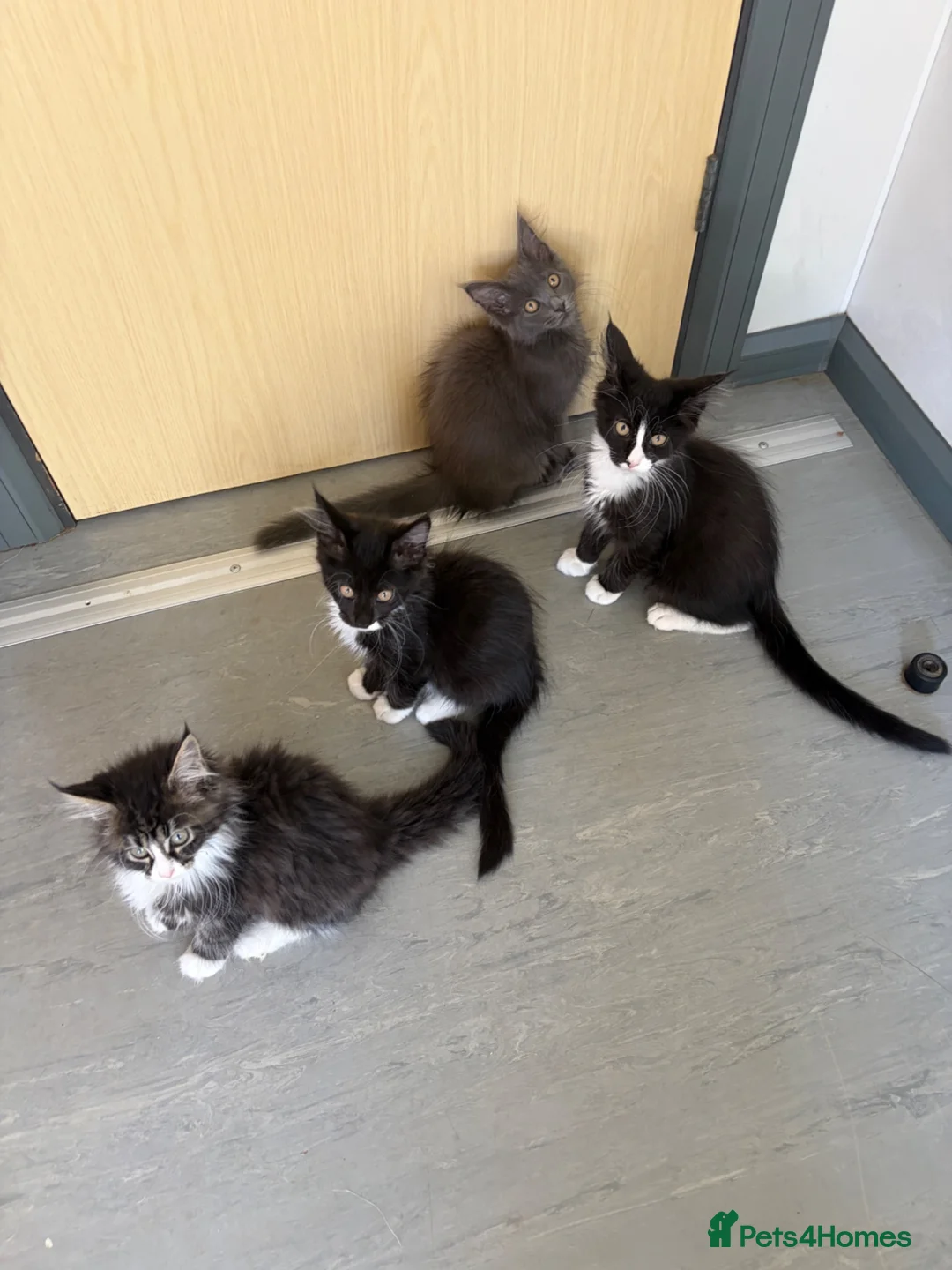 Maine Coon cats for sale: Maine coon kittens - Advert 2
