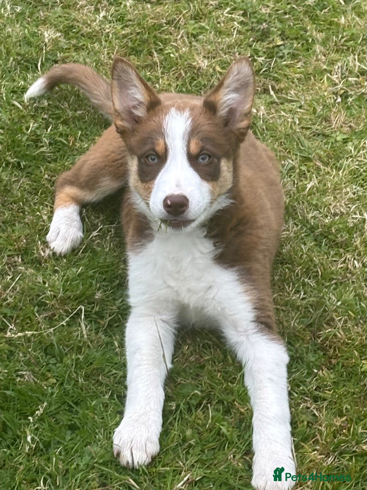 Border Collie dogs Stunning Border collie puppies ISDS reg - Advert 1