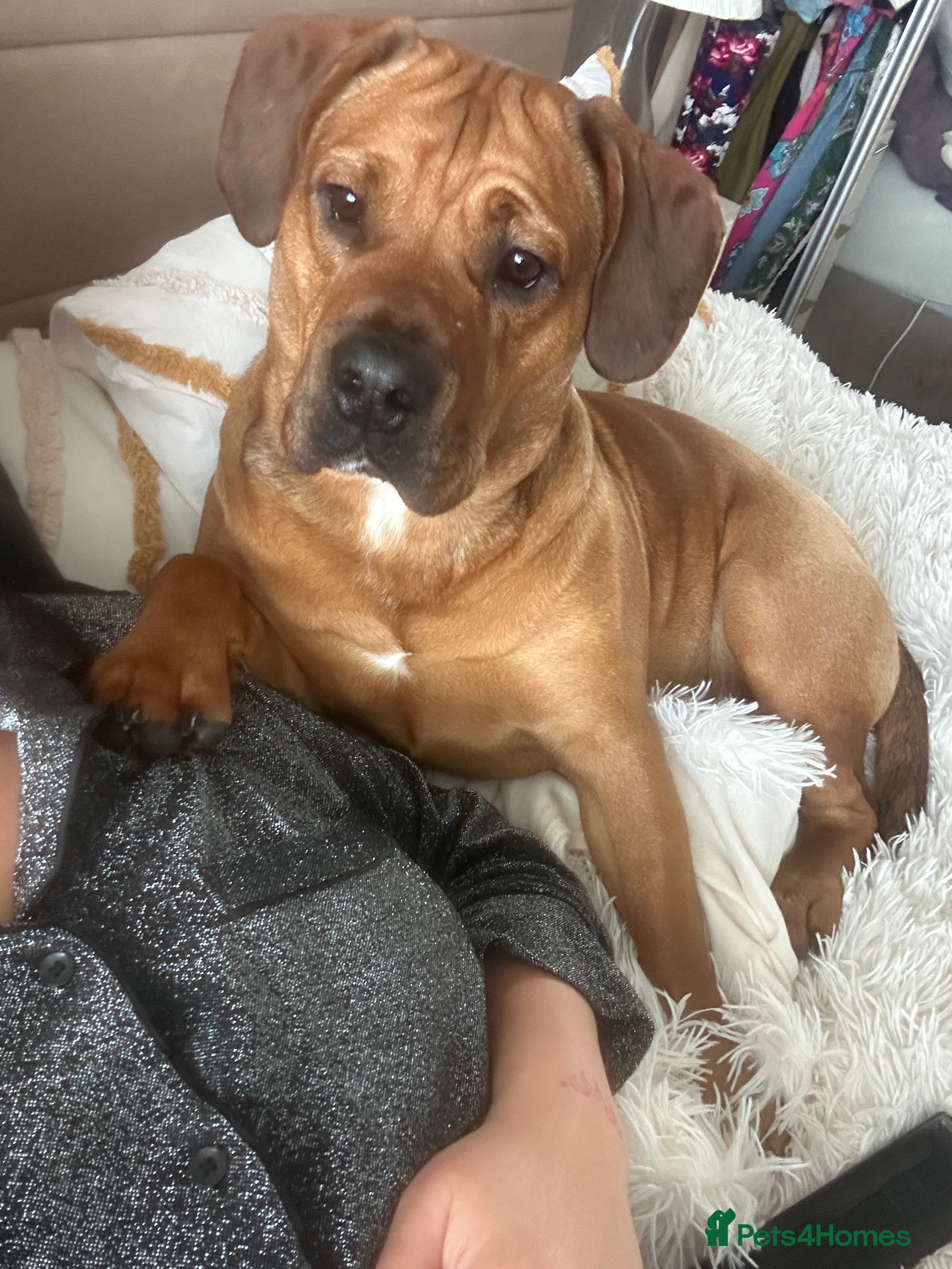 Mixed Breed dogs 10month old chunk of love - Advert 4