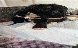Schnoodle dogs for sale: 2 beautiful schnoodles  - Image 17