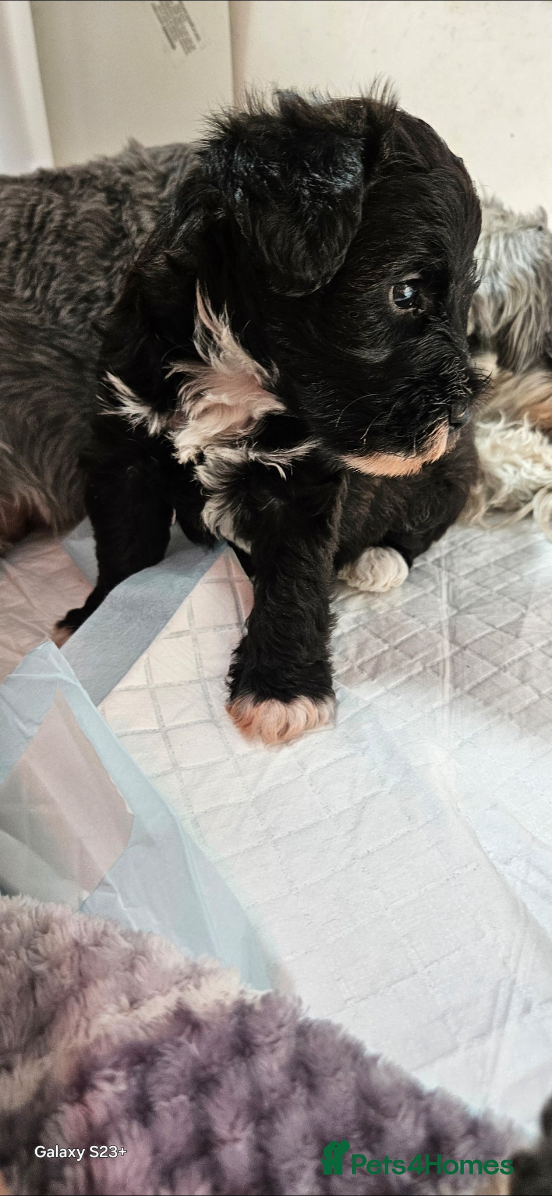 Schnoodle dogs for sale: 2 beautiful schnoodles  - Image 17