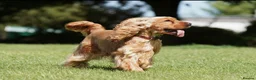 Cocker Spaniel dogs for sale: KC REG SHOW TYPE GOLDEN COCKER SPANIELS  - Advert 7