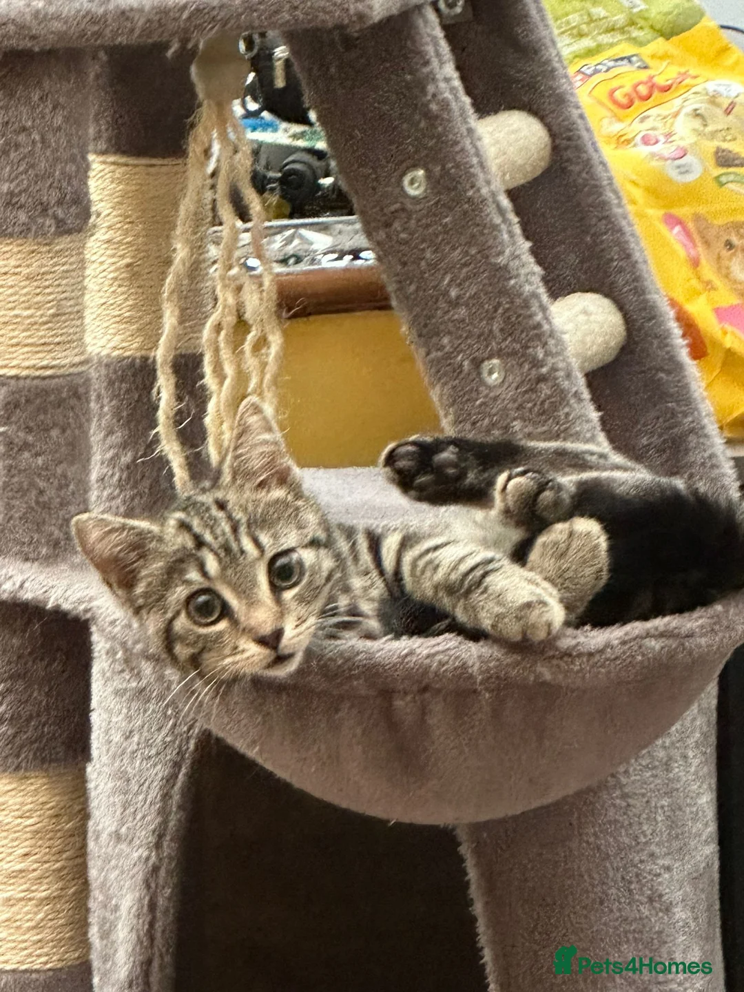 Mixed Breed cats for sale: Taby cat gor FREE  - Advert 1