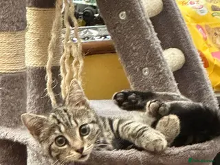 Mixed Breed cats Taby cat gor FREE - Advert 3