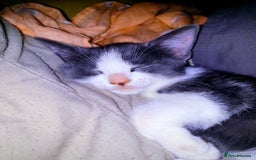 Mixed Breed cats for sale: Rehoming female kitten - Image 4