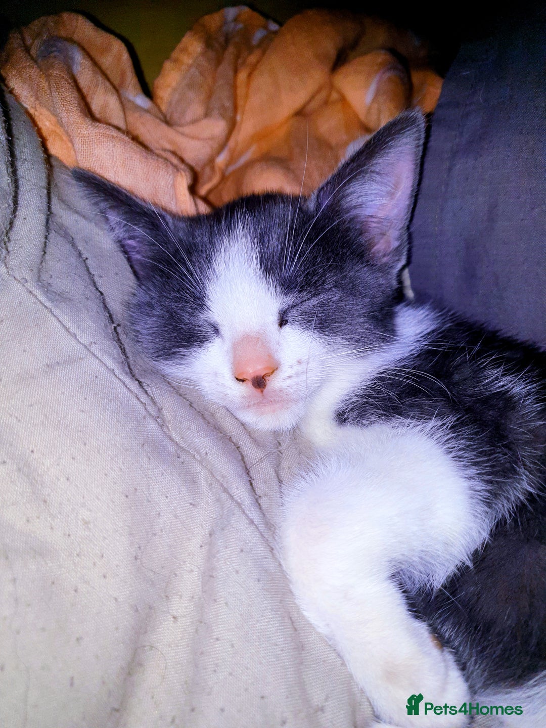 Mixed Breed cats for sale: Rehoming female kitten - Image 4