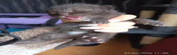 Mixed Breed cats for sale: KITTENS LOOKING FOR LOVING HOMES - Advert 9