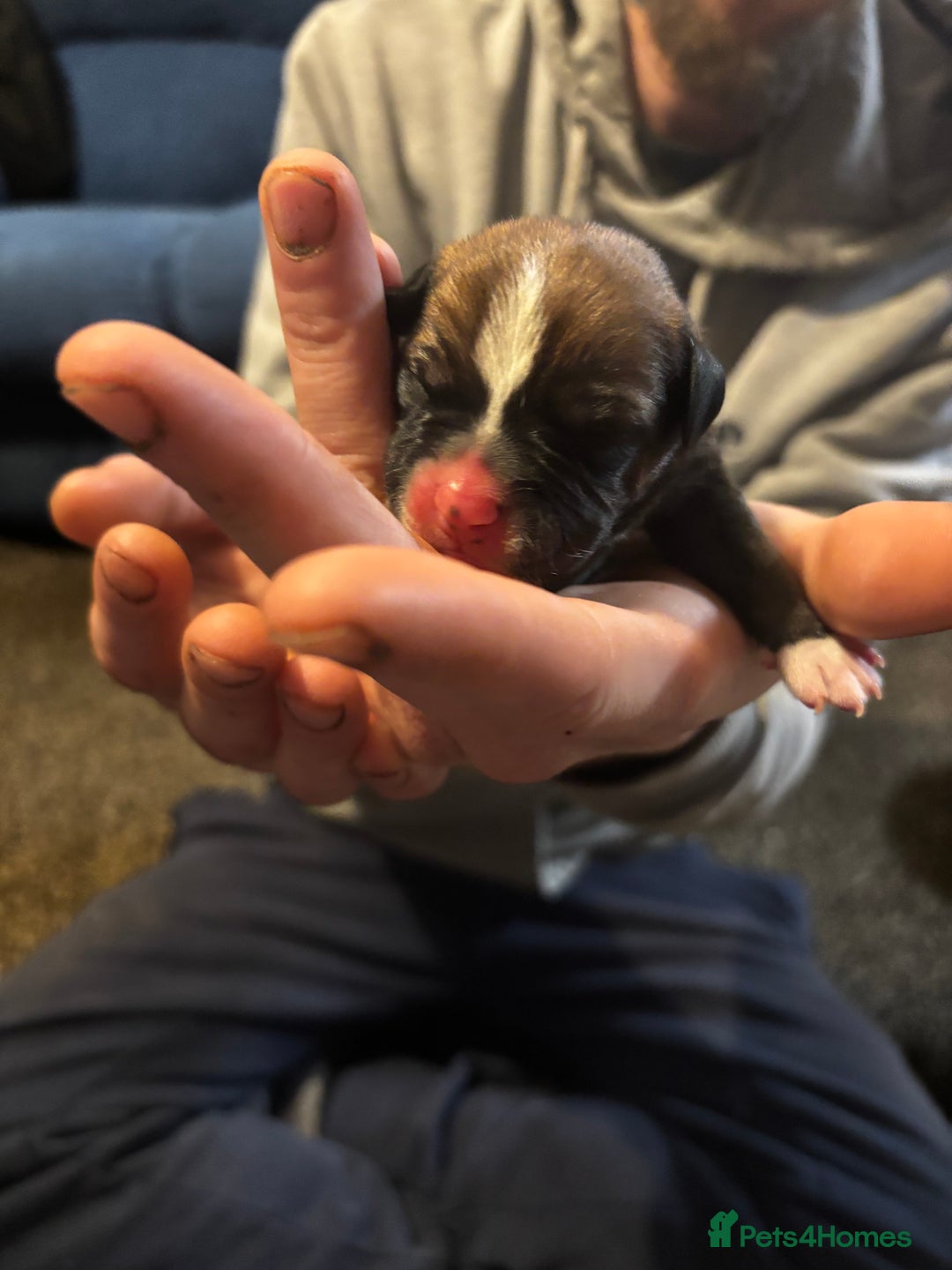 Mixed Breed dogs for sale: Puppies Looking For Forever Homes 🩷 - Advert 2