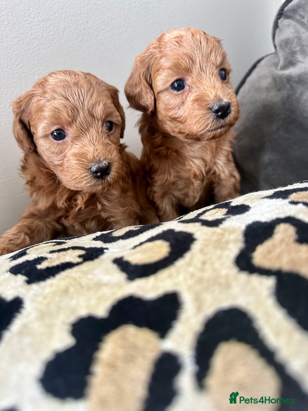 Cavapoo dogs for sale: Gorgeous Cavapoo puppies from family home  - Image 4