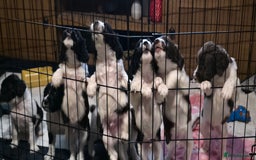 Sprocker dogs for sale: Spaniel Puppies  - Advert 7