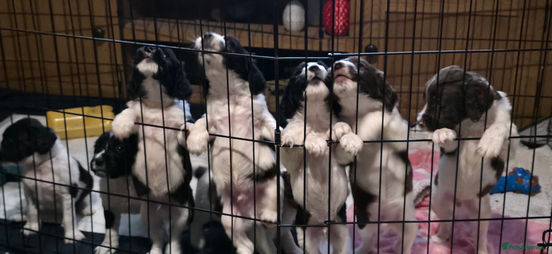 Sprocker dogs for sale: Spaniel Puppies  - Advert 7