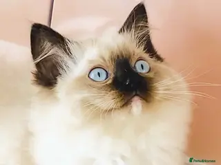 Ragdoll cats GCCF REGISTERED RAGDOLL FEMALE KITTEN READY NOW - Advert 15