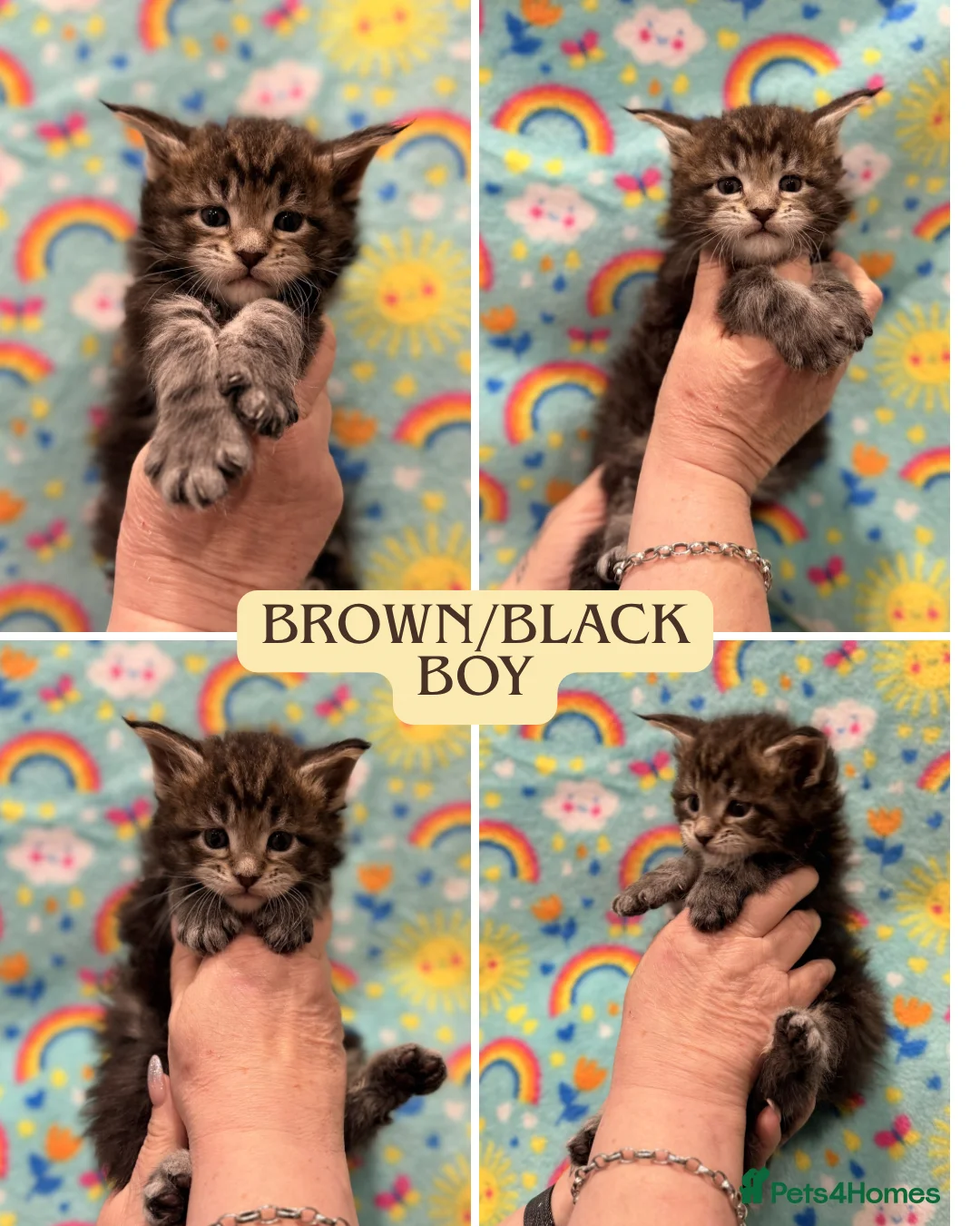 Maine Coon cats for sale: TICA REG MAINE COON KITTENS - Advert 3