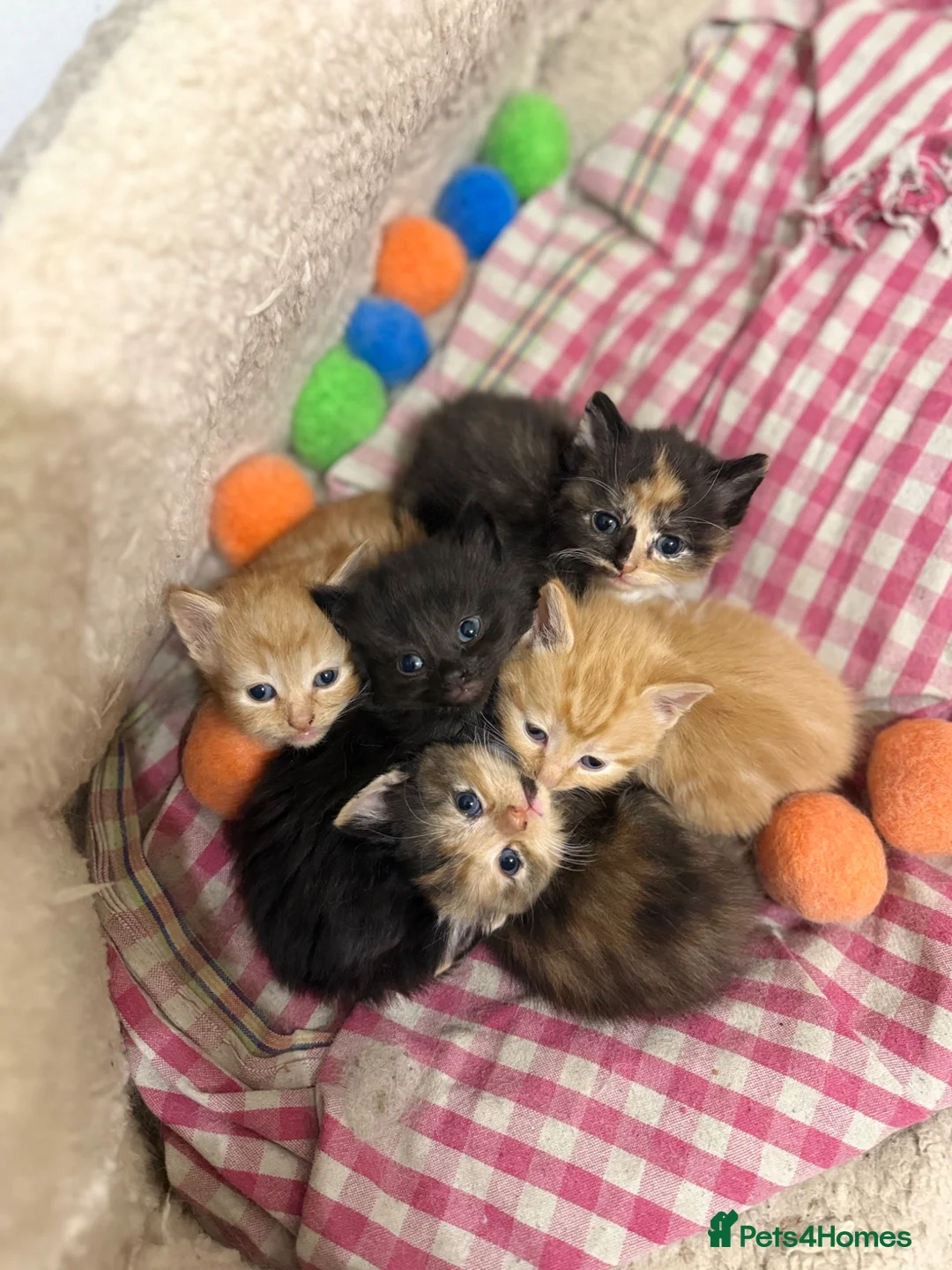 Siberian cats for sale: Beautifull siberian kittens - Advert 2