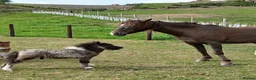 Miniature horses for sale: Miniature shetland yearling colt. - Advert 3