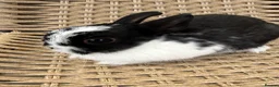 Netherland Dwarf rabbits for sale: 4 Adorable Dwarf Bunnies  - Advert 7