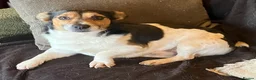 Jack Russell dogs for sale: Happy Family bred hooligans - Advert 7