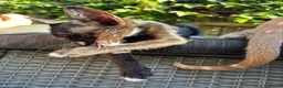 Oriental cats for sale: Oriental mix in Lincoln - Advert 10