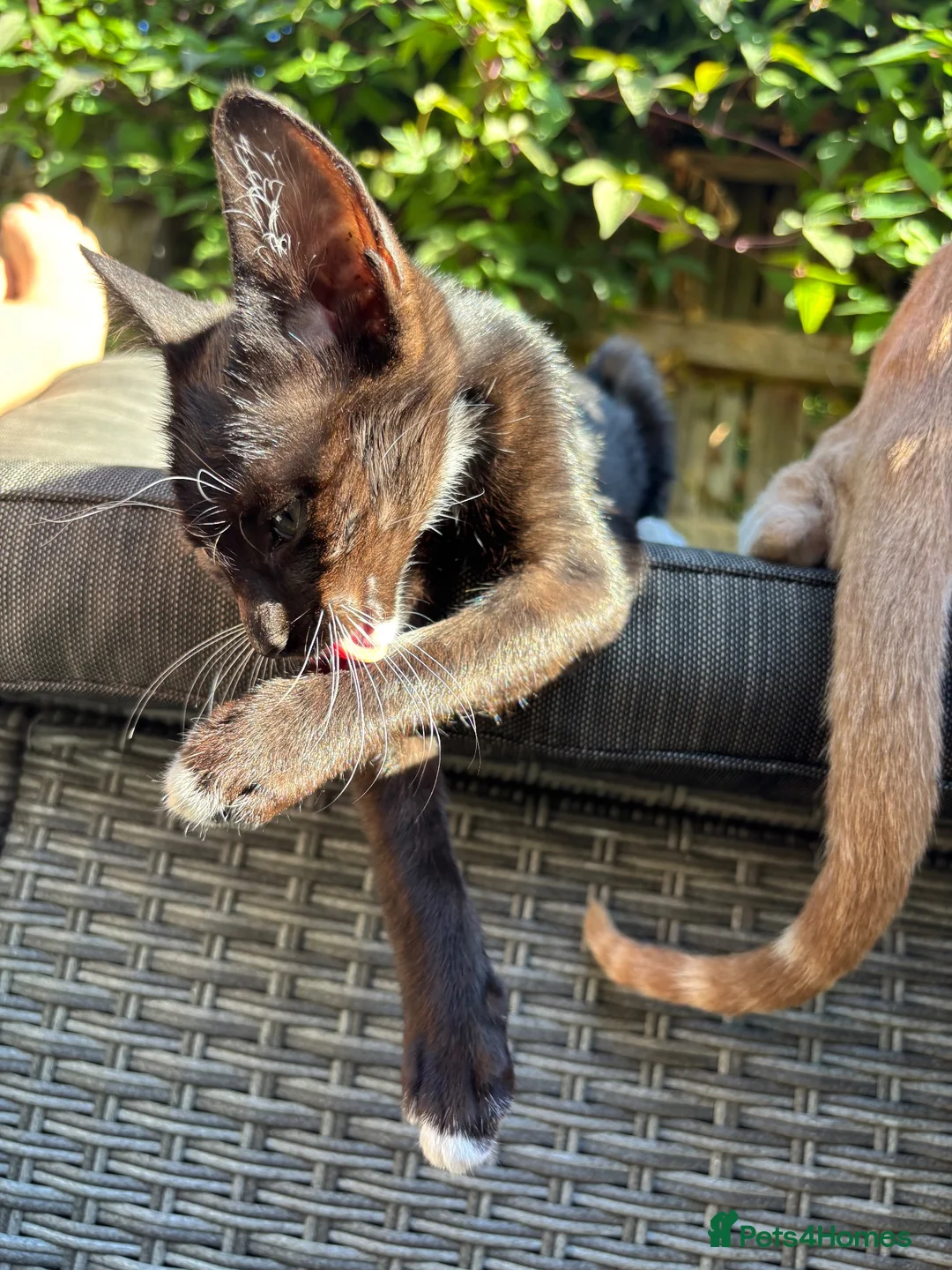 Oriental cats for sale: Oriental mix in Lincoln - Advert 10