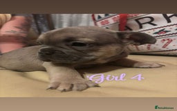 French Bulldog dogs for sale: **READY NOW**French bulldog puppies READY NOW - Image 7