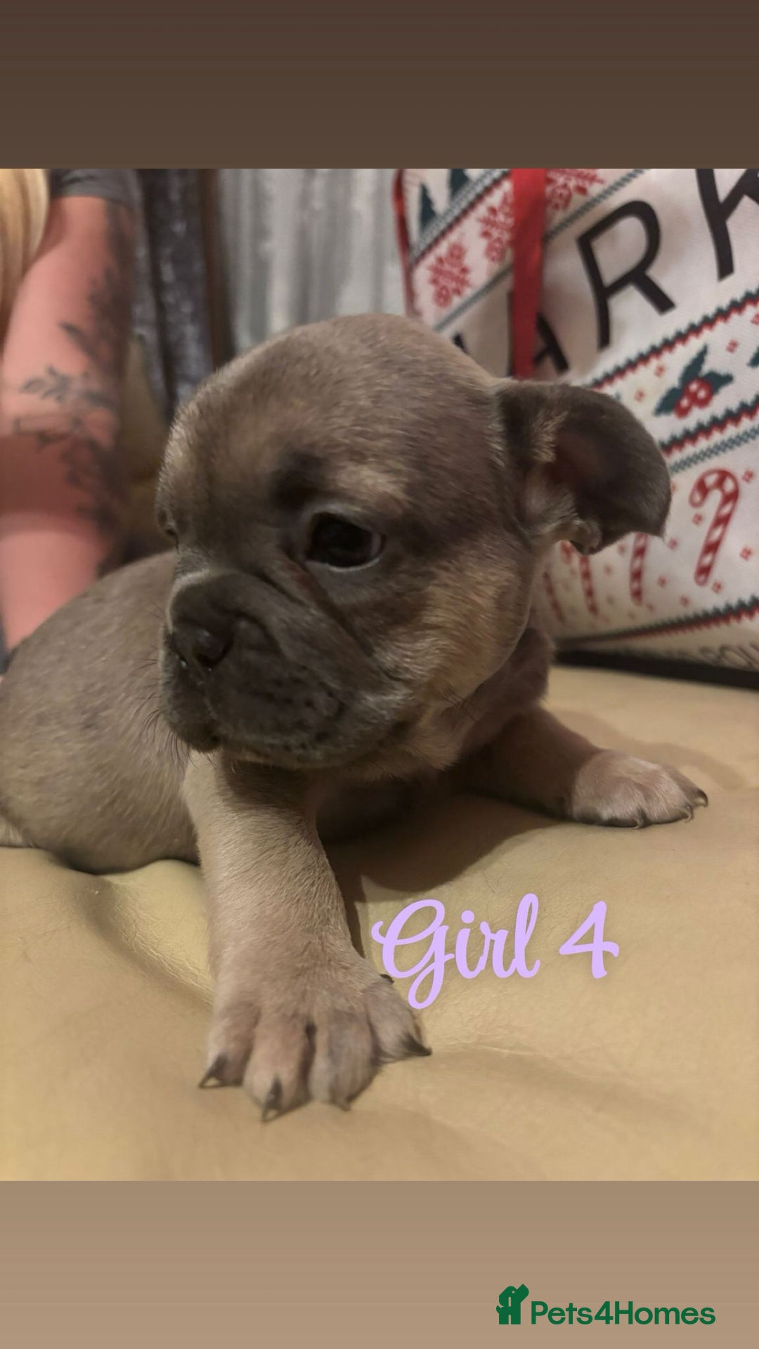 French Bulldog dogs for sale: **READY NOW**French bulldog puppies READY NOW - Image 7