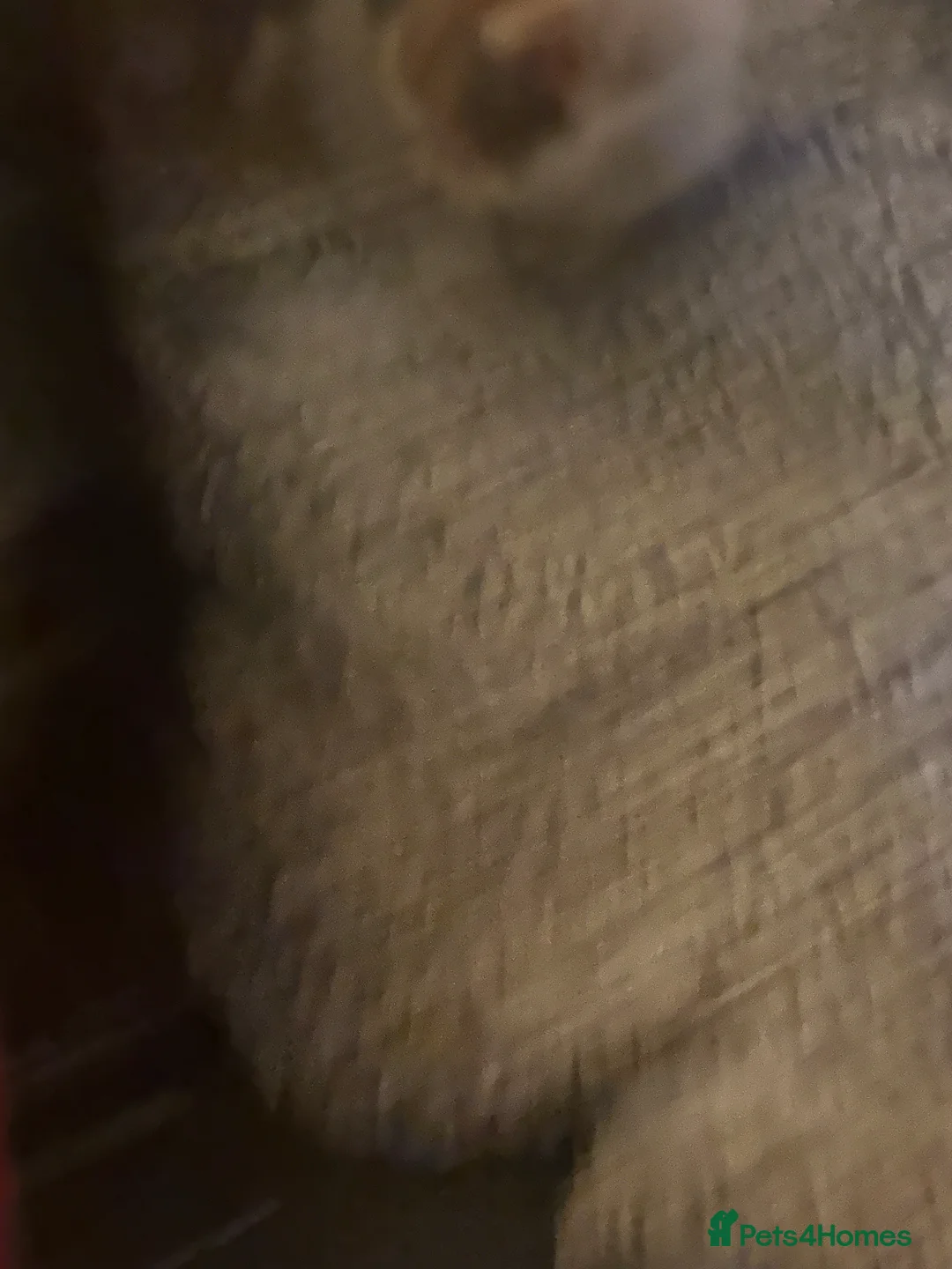 Domestic Shorthair cats for sale: 3 beautiful kittens for sale in Peterborough - Advert 2