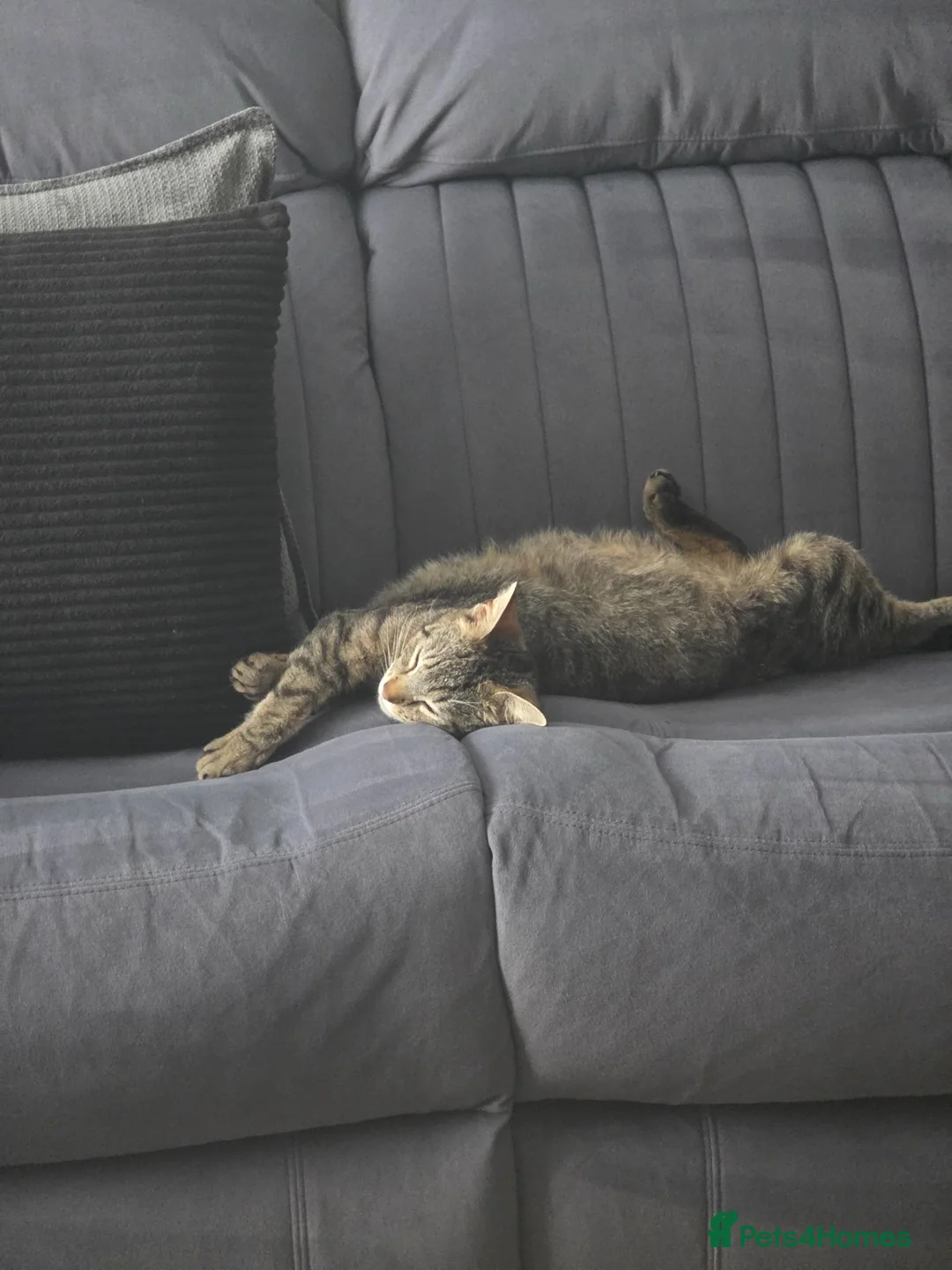 Domestic Shorthair cats for sale: 2 beautiful tabby kittens  - Advert 11
