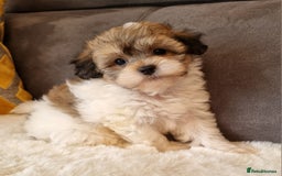 Shihpoo dogs for sale: Adorable little Shihpoo's, sold fully vaccinated - Image 27