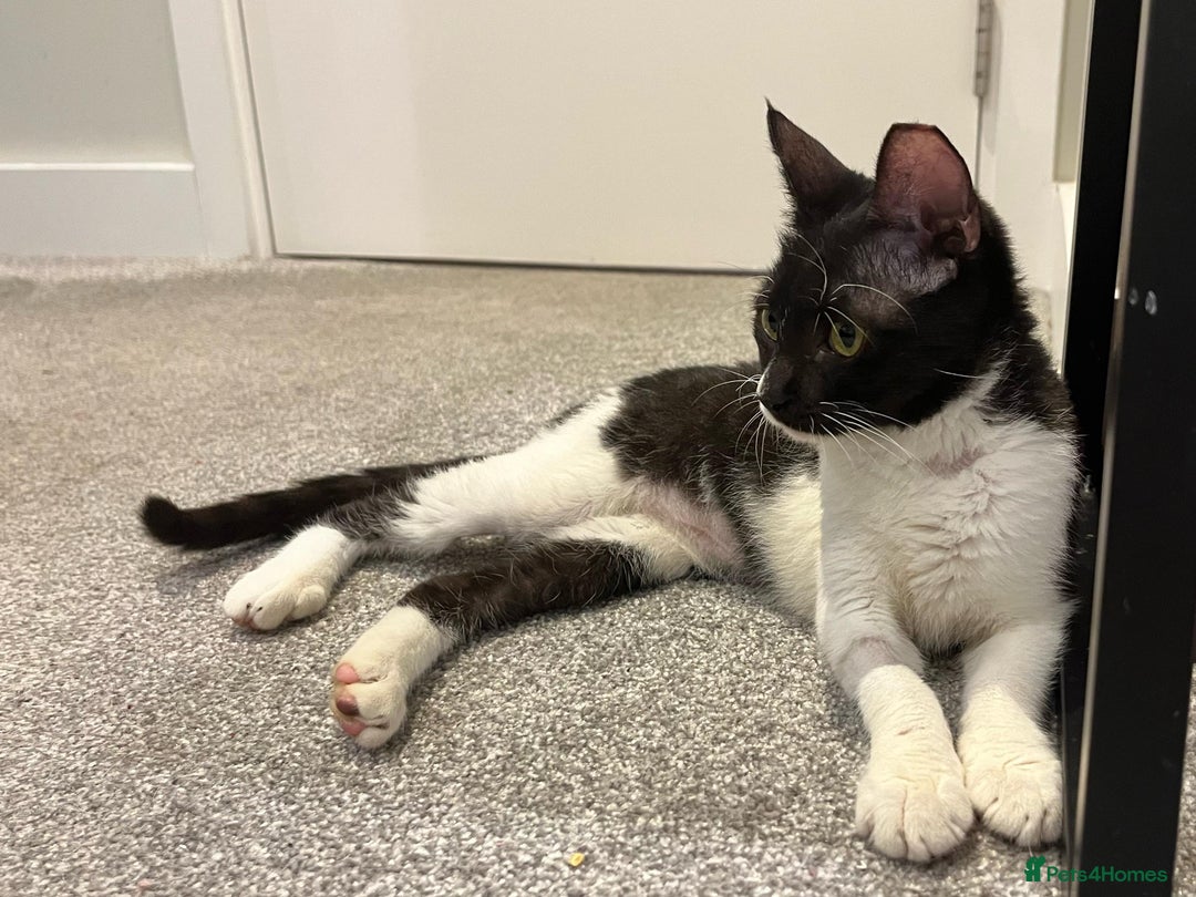 Mixed Breed cats for adoption: DAISY - SOFT GENTLE SPAYED KITTEN USED TO DOG - Advert 4