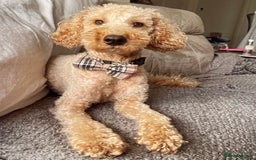 Miniature Poodle dogs for stud: KC Registered Apricot Miniature Poodle in Dronfield - Image 1