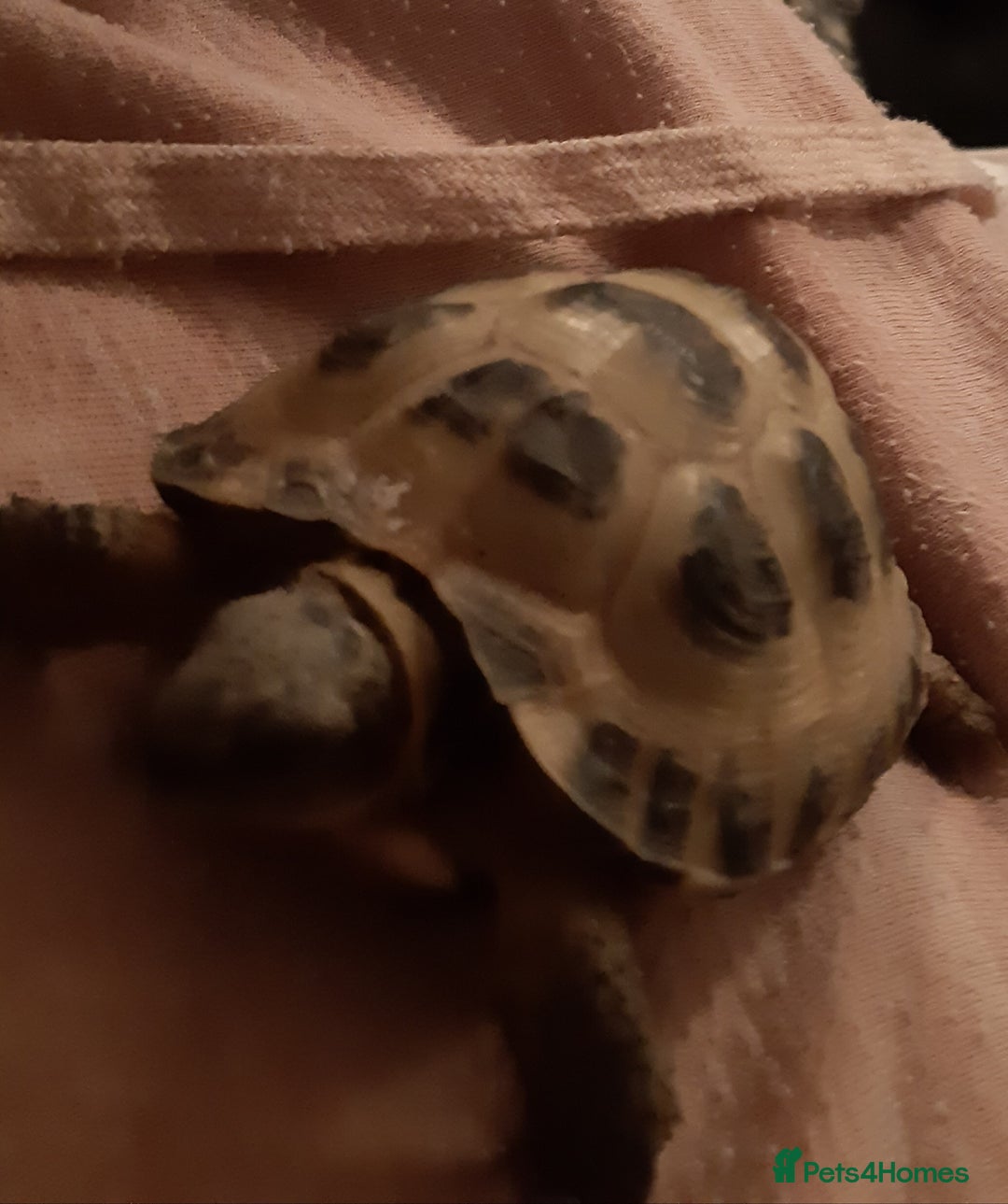 Tortoise reptiles for sale: 3yr old horsefield Tortoise (PENDING COLLECTION)  - Image 3