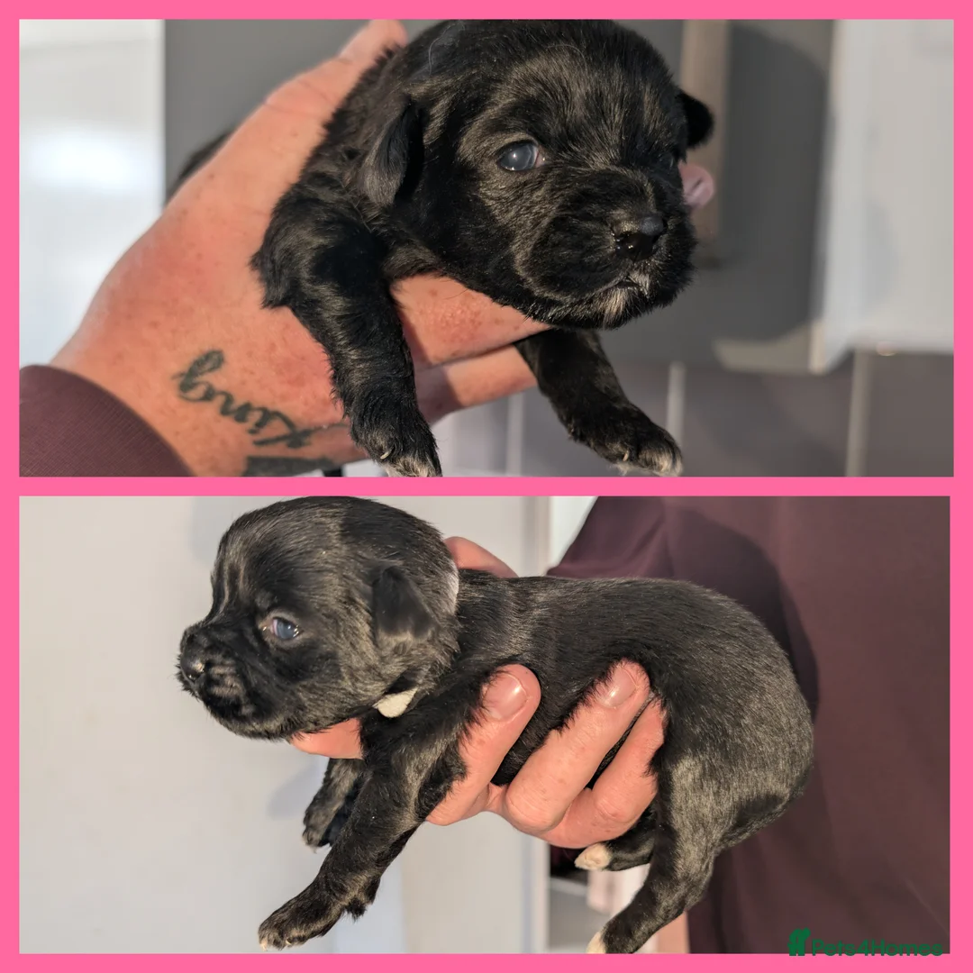 Mixed Breed dogs for sale: Mixed breed puppies  - Advert 2