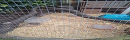 Mixed Breed birds for sale: 2 male quails  - Advert 2