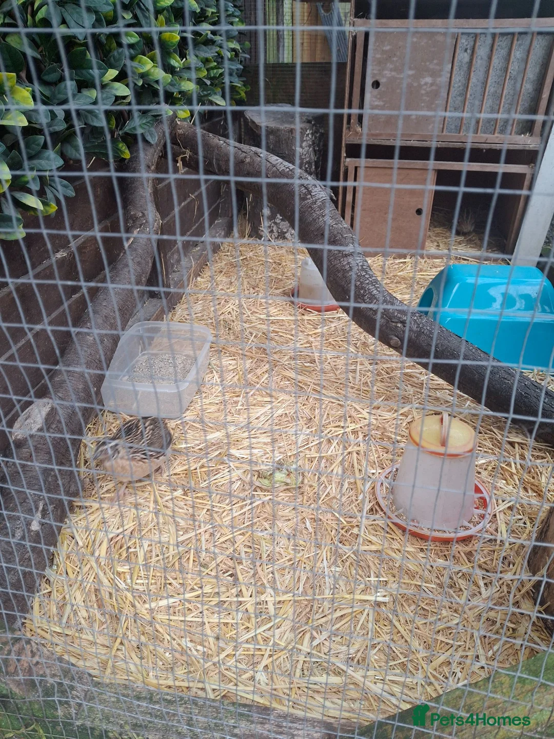 Mixed Breed birds for sale: 2 male quails  - Advert 2